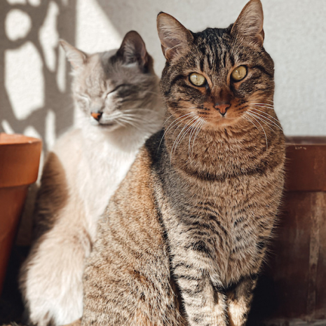 chats laura